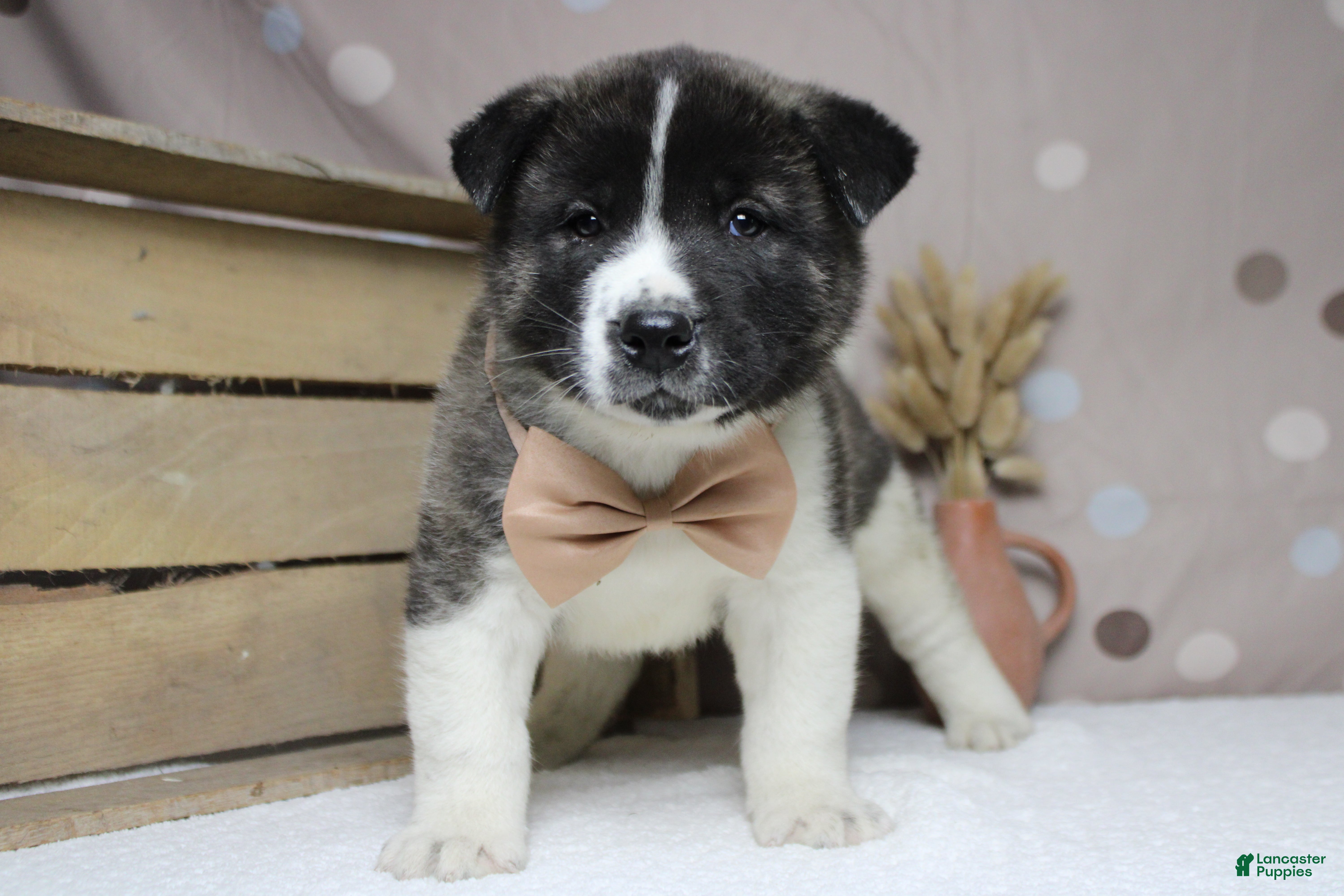 Akita dogs Jonathon  - Ad 10