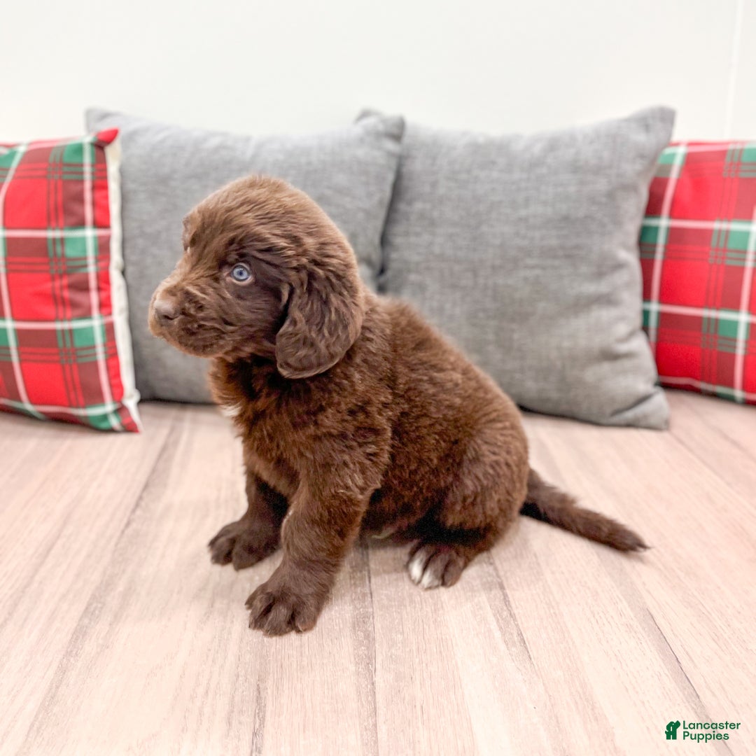 Newfoundland dogs for sale: Oakley - Ad 4