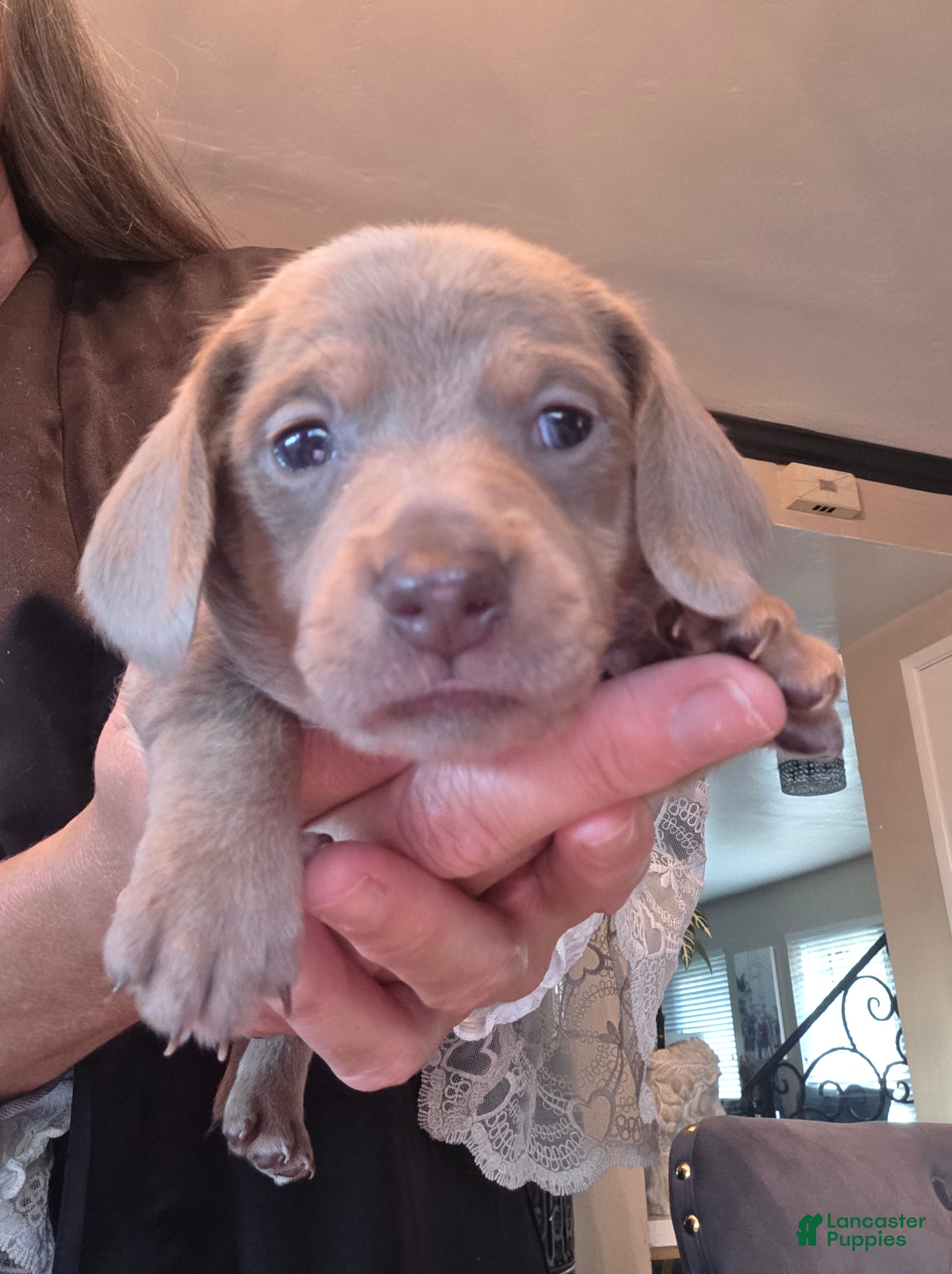 Miniature Dachshund dogs Isabella Miniature Dachshund Sugar Bear - Ad 2