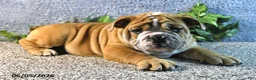 English Bulldog dogs for sale: Jeffrey - Ad 5
