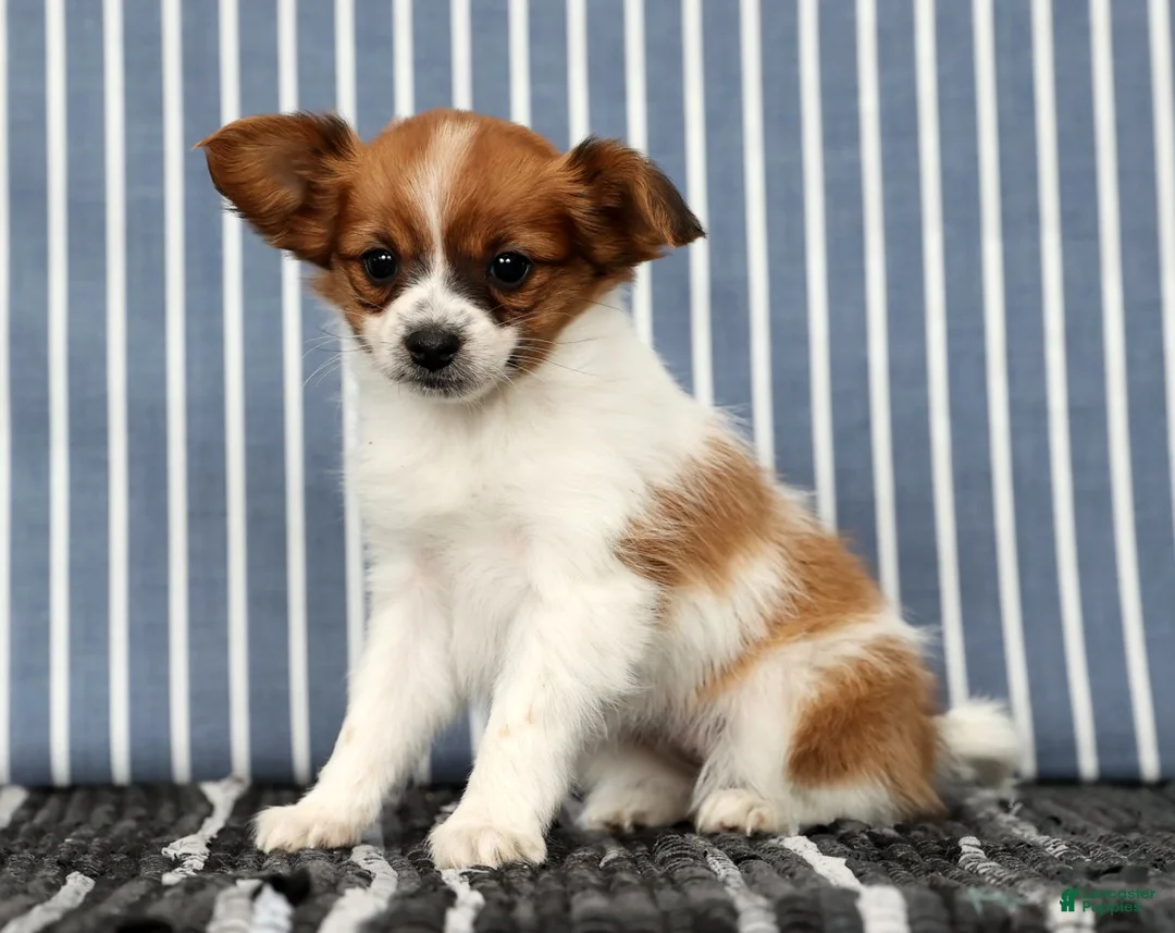 Papillon dogs for sale: Mara - Ad 7