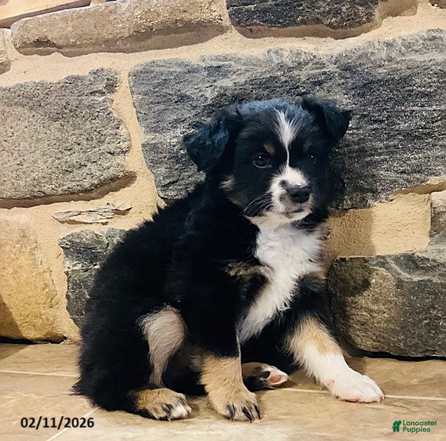 Miniature Australian Shepherd dogs Archie - Ad 2