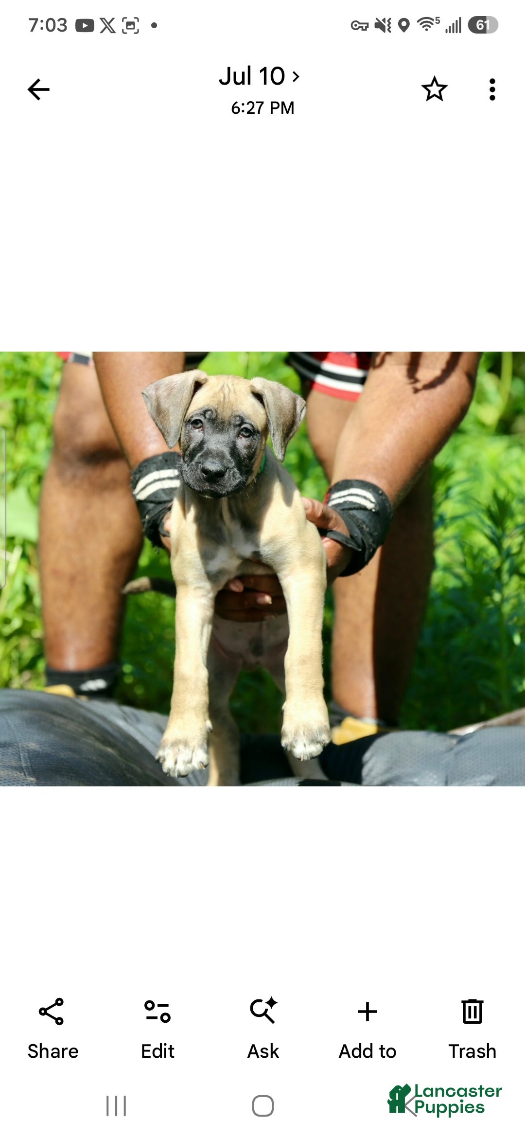 Mixed Breed dogs Mixed Breed 10 - Ad 1