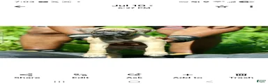 Mixed Breed 10