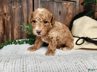 Mini Bernedoodle dogs Spencer - Ad 35