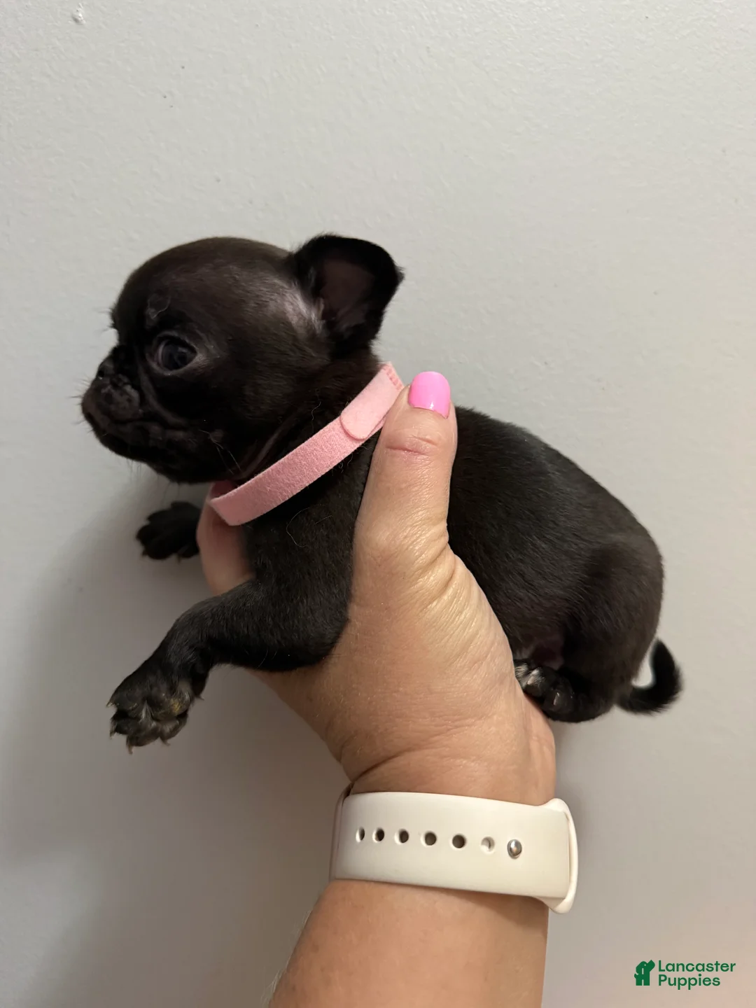 Pug dogs for sale: Pink - Ad 2