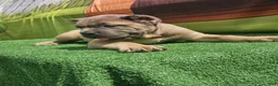 Cane Corso dogs for sale: ZEUS - Ad 14