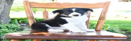 Border Collie dogs for sale: Logan - Ad 3
