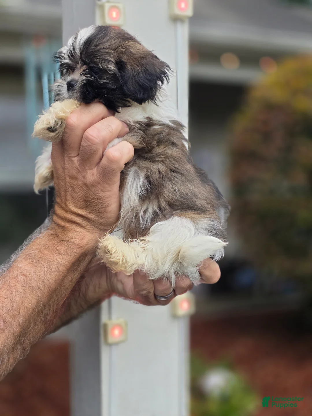 Shih Tzu dogs for sale: Penny  - Ad 3