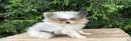 Pomeranian dogs for sale: Elsa - Ad 1
