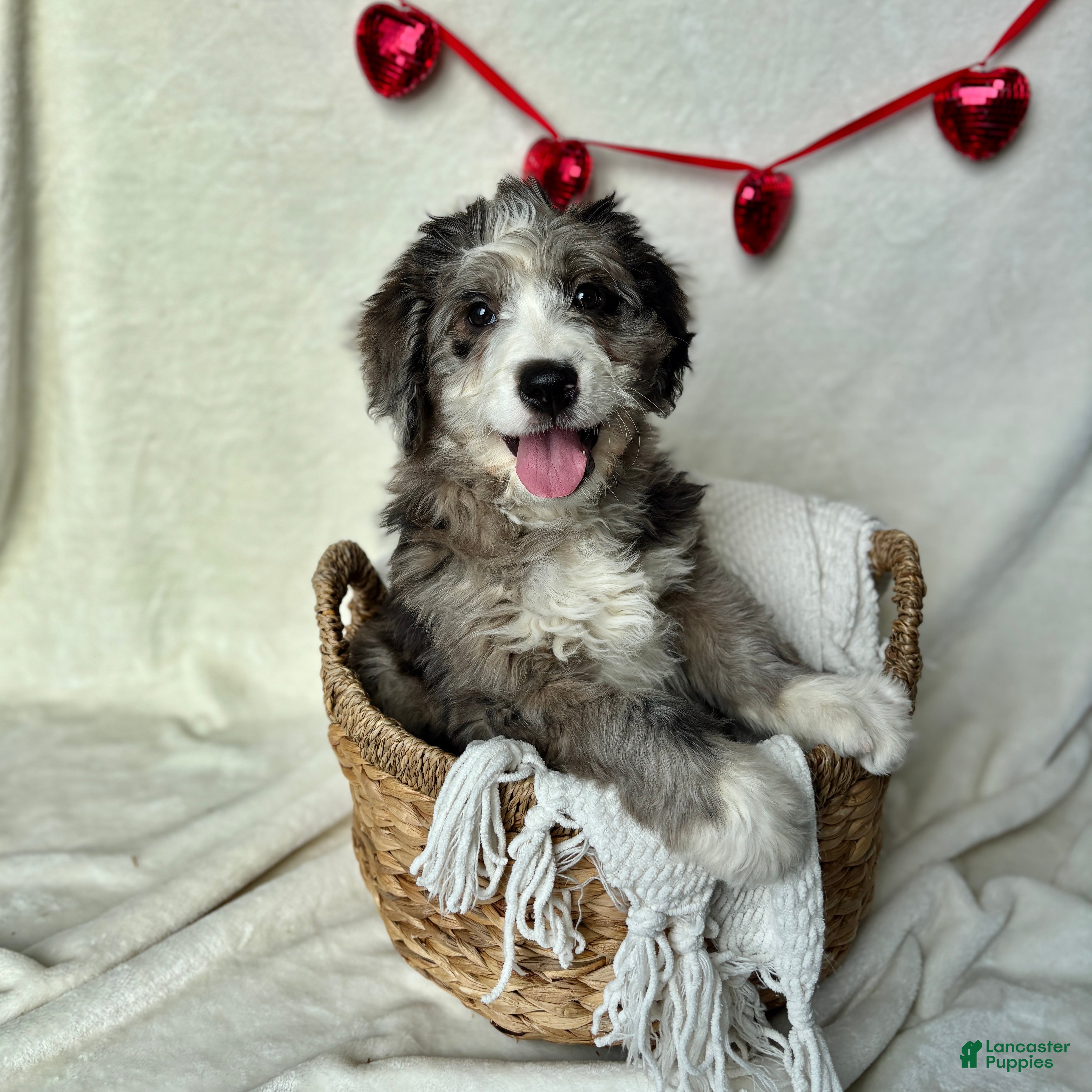 Bernedoodle dogs Rocky  - Ad 1