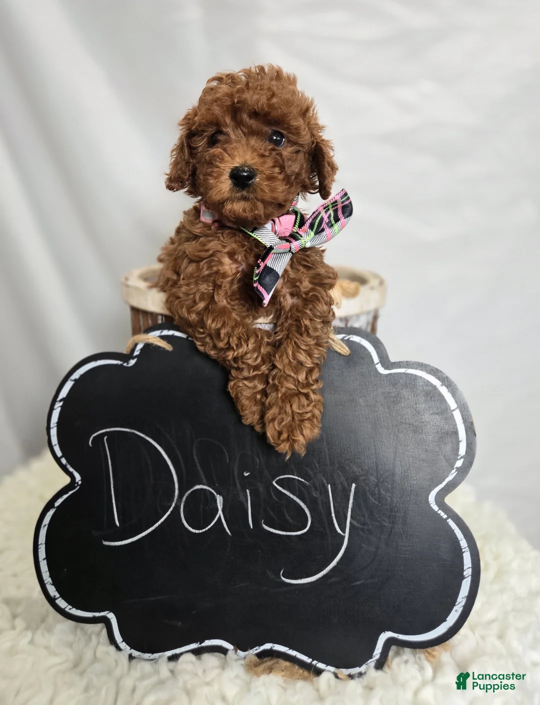 Toy Poodle dogs for sale: Daisy - Ad 7