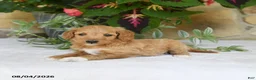 Mini Goldendoodle dogs for sale: Reba - Ad 4
