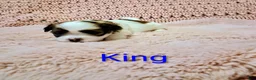 Shih Tzu dogs for sale: King  - Ad 3