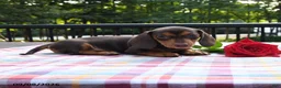 Miniature Dachshund dogs for sale: Sophie - Ad 2