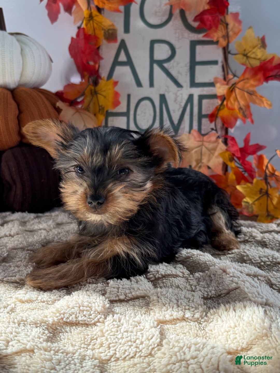 Yorkshire Terrier dogs for sale: Cruiser - Ad 4