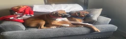 Boxer dogs for sale: Rocky - Ad 25