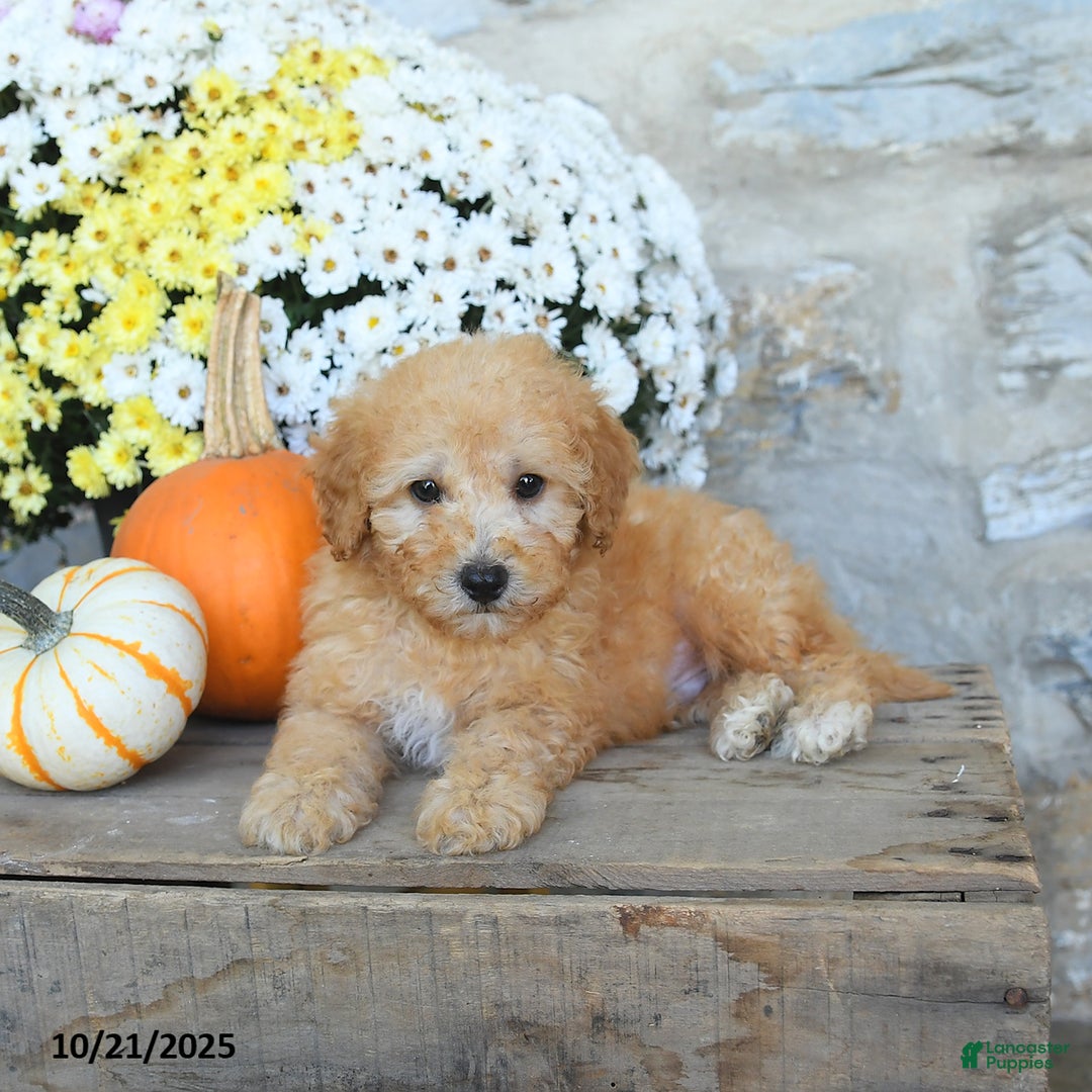 Miniature Poodle dogs for sale: Sunny   - Ad 3