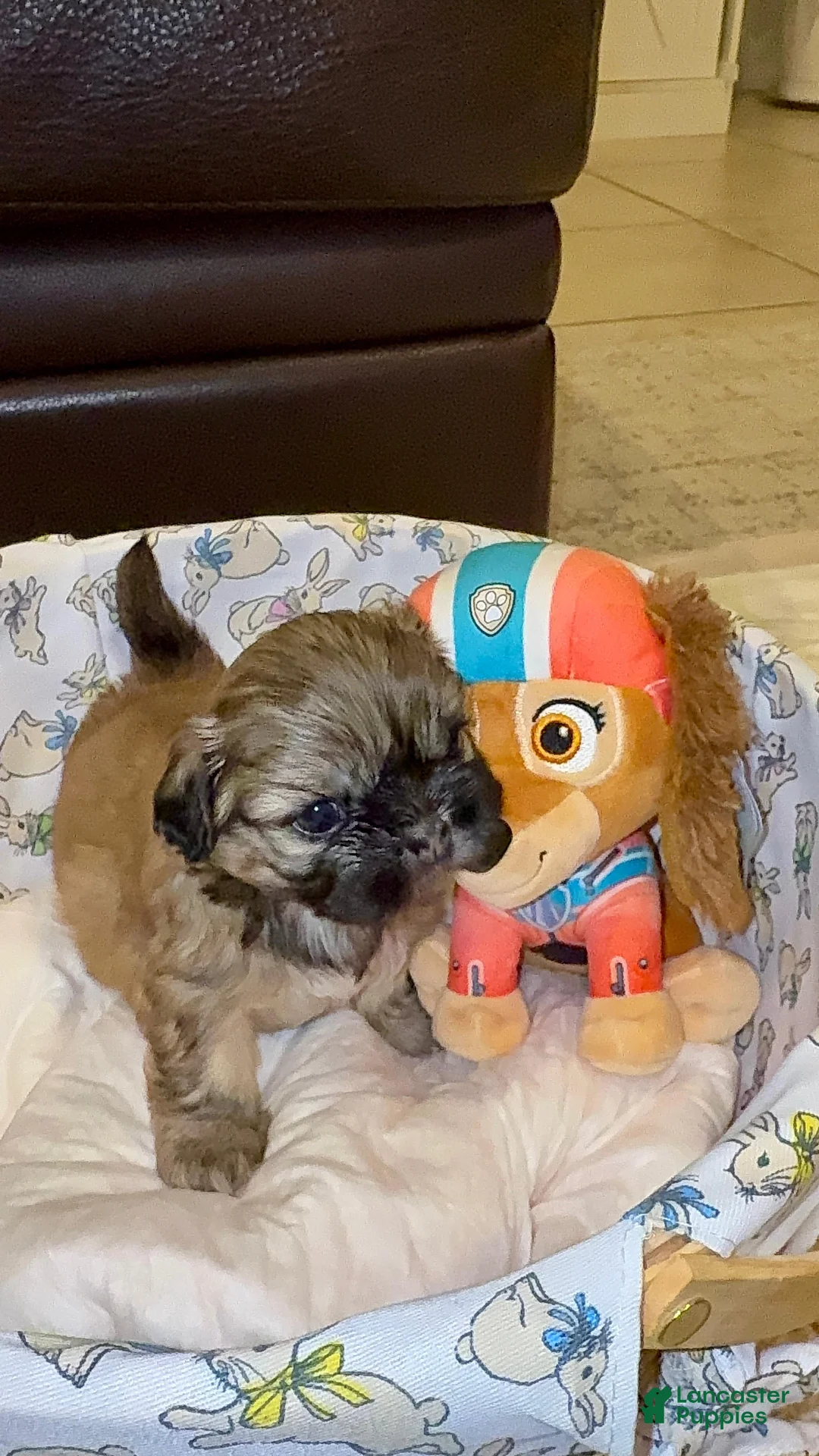 Shih Tzu dogs for sale: "Twin B" Shih Tzu Puppy 4 - Ad 2