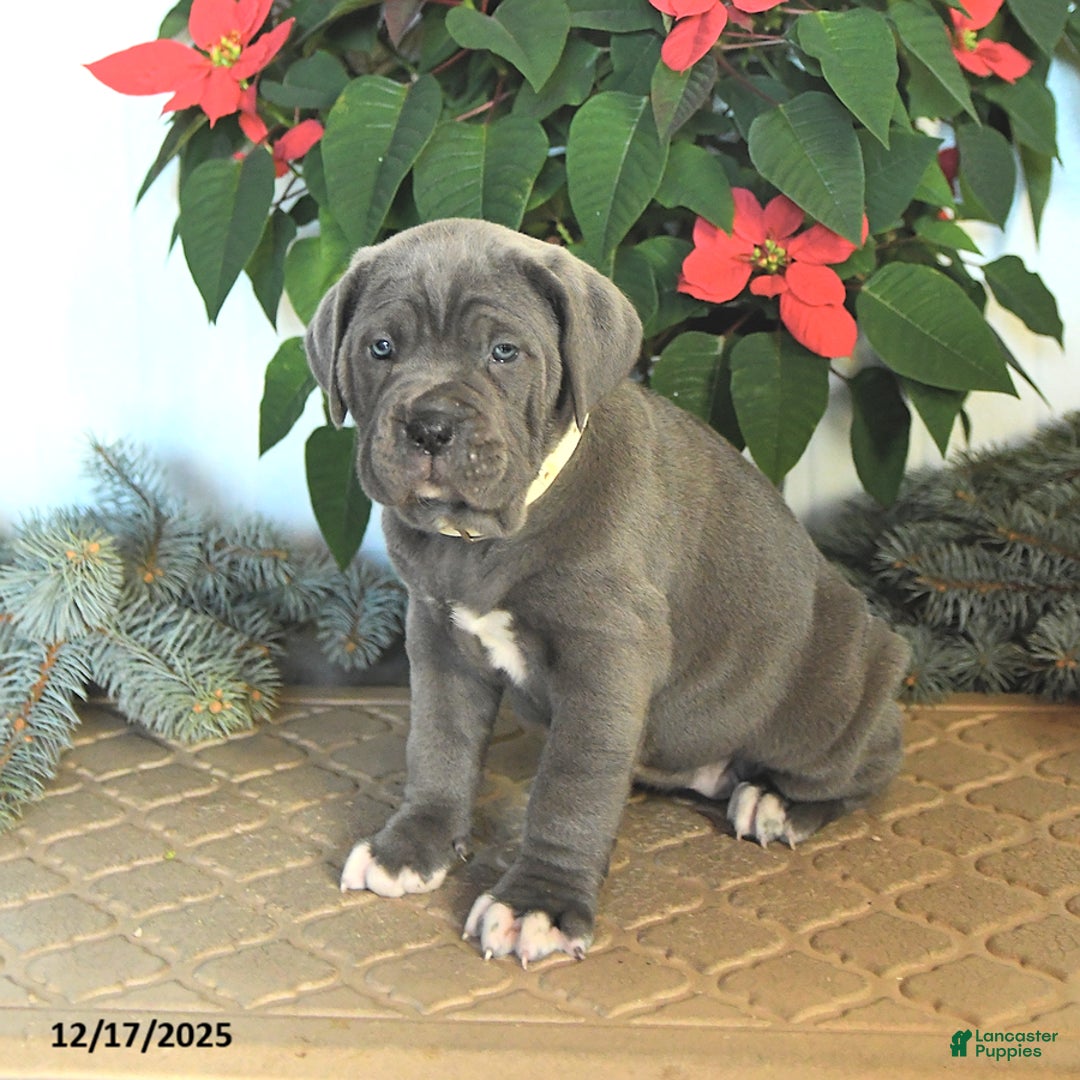 Cane Corso dogs for sale: Fairy - Ad 3