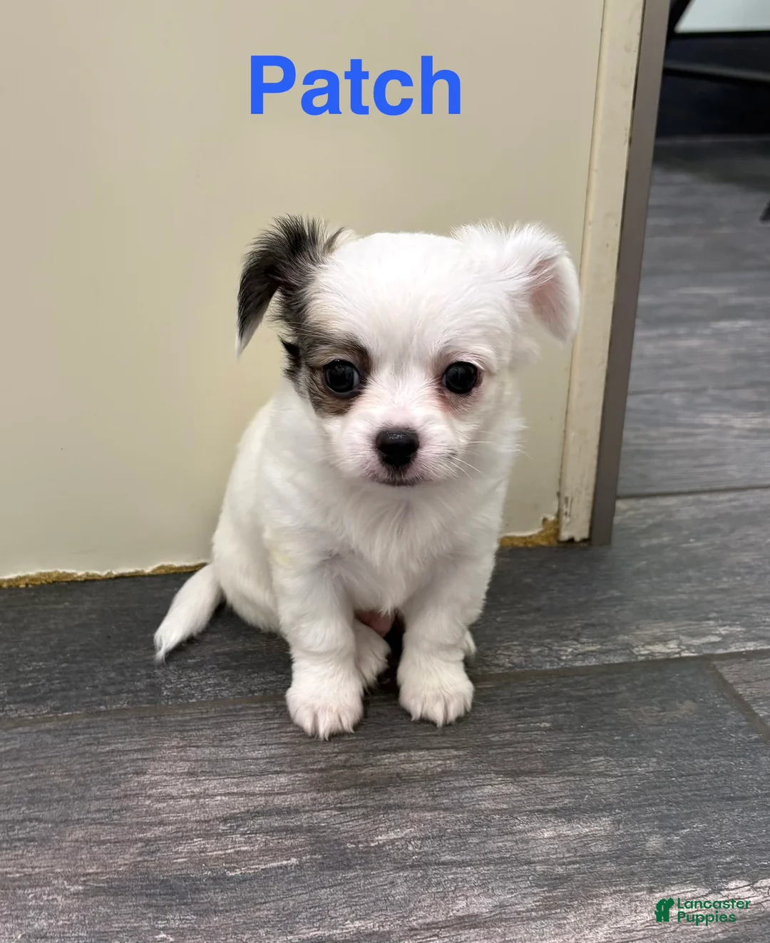 Chihuahua dogs for sale: Chihuahua Puppy 2 - Ad 1