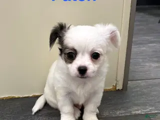 Chihuahua dogs Chihuahua Puppy 2 - Ad 37