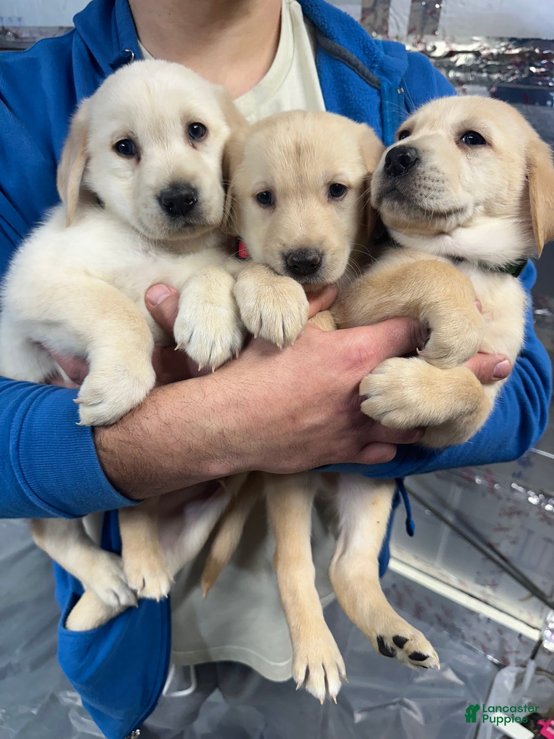 Mixed Breed dogs for sale: Mario  - Ad 4