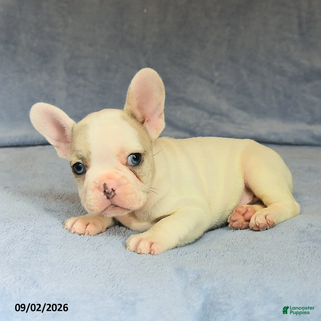 French Bulldog dogs for sale: Vernon - Ad 2