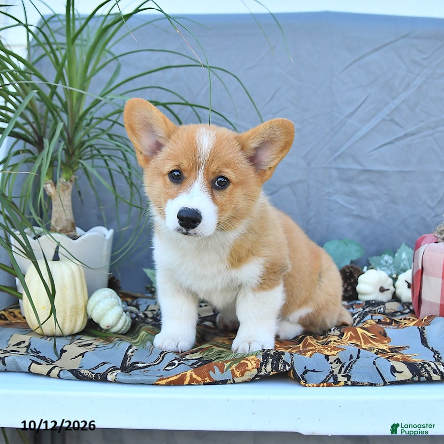 Welsh Corgi Pembroke dogs Abel - Ad 1