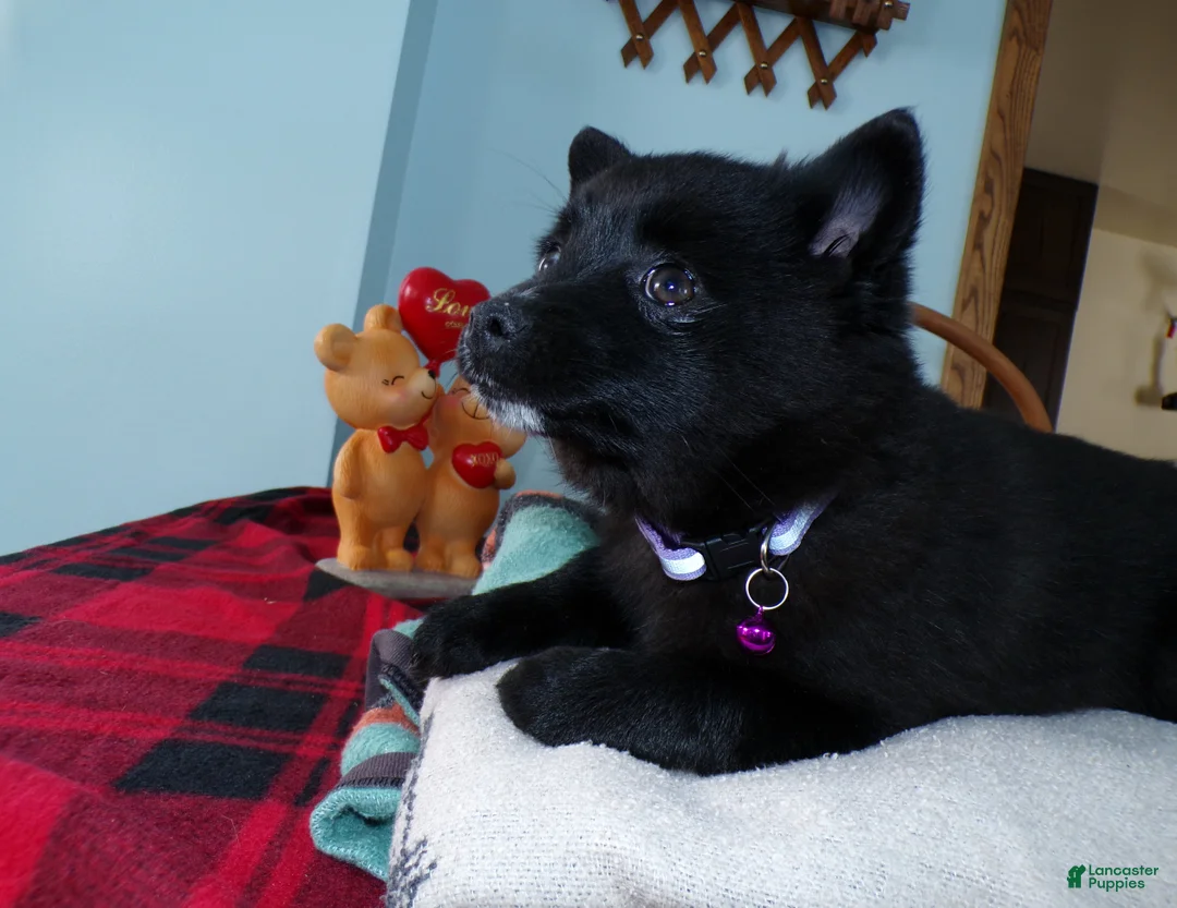 Alaskan Klee Kai dogs for sale: Alaskan Klee Kai Puppy 4 Bernice - Ad 3