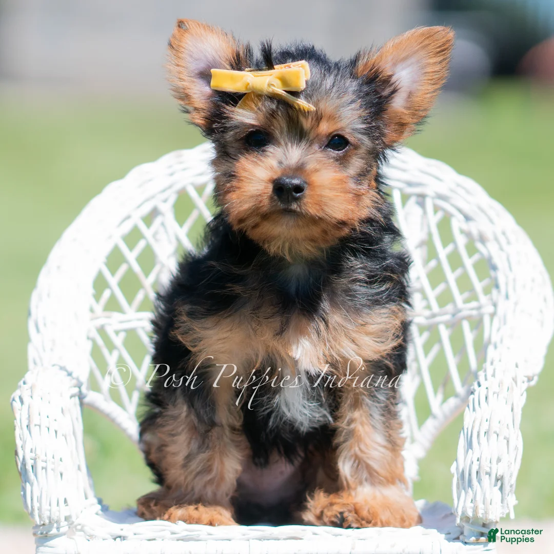 Yorkshire Terrier dogs for sale: Copper - Ad 2