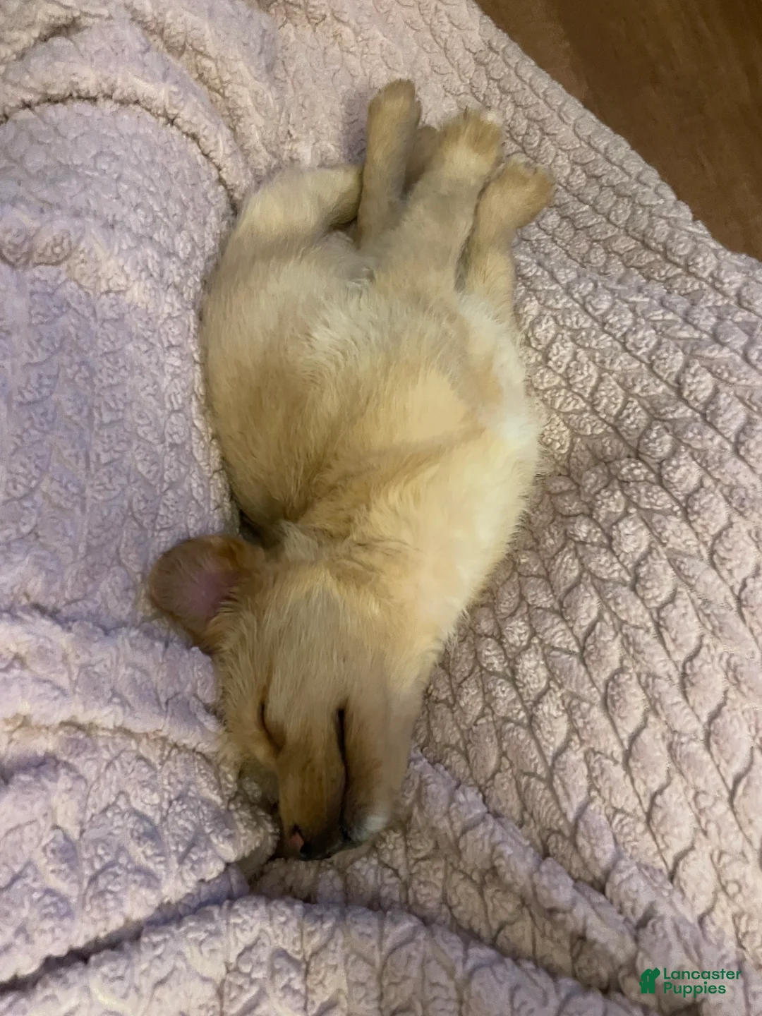 Mixed Breed dogs for sale: Harper Lee - Ad 4