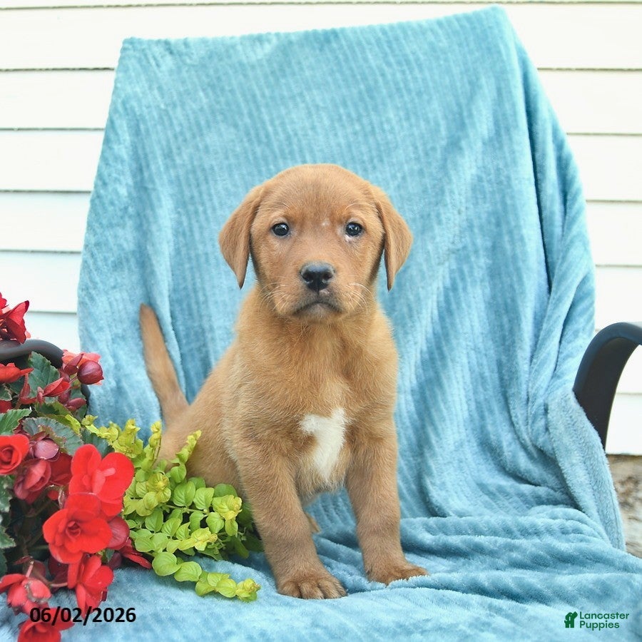 Labrador Retriever dogs for sale: Milo  - Ad 1
