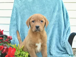 Labrador Retriever dogs for sale: Milo - Ad 4