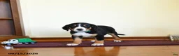 Greater Swiss Mountain Dog dogs for sale: Wexford - Ad 3