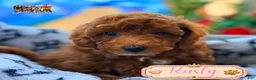 Mini Goldendoodle dogs for sale: Rusty  - Ad 1