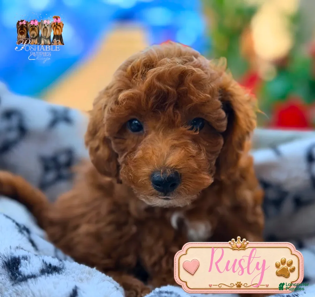 Mini Goldendoodle dogs for sale: Rusty  - Ad 1