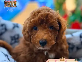 Mini Goldendoodle dogs Rusty - Ad 14