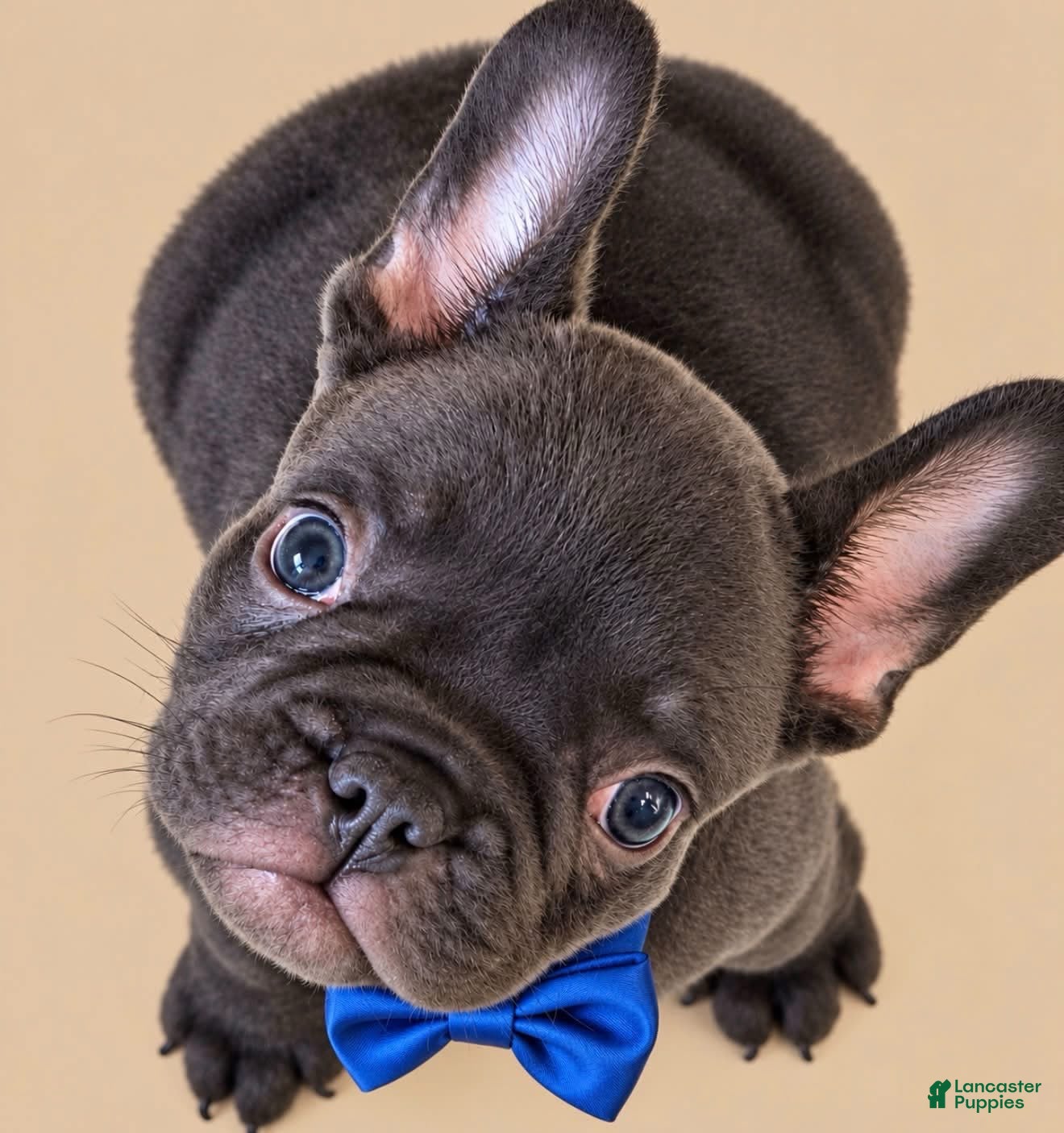 French Bulldog dogs for sale: Solid Chocolate Boy - Ad 2