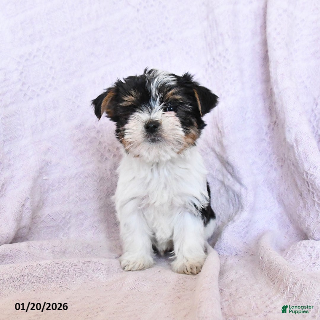 Yorkshire Terrier dogs for sale: Otto  Extra Small - Ad 2