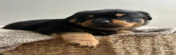 Rottweiler dogs for sale: Rolo - Ad 1