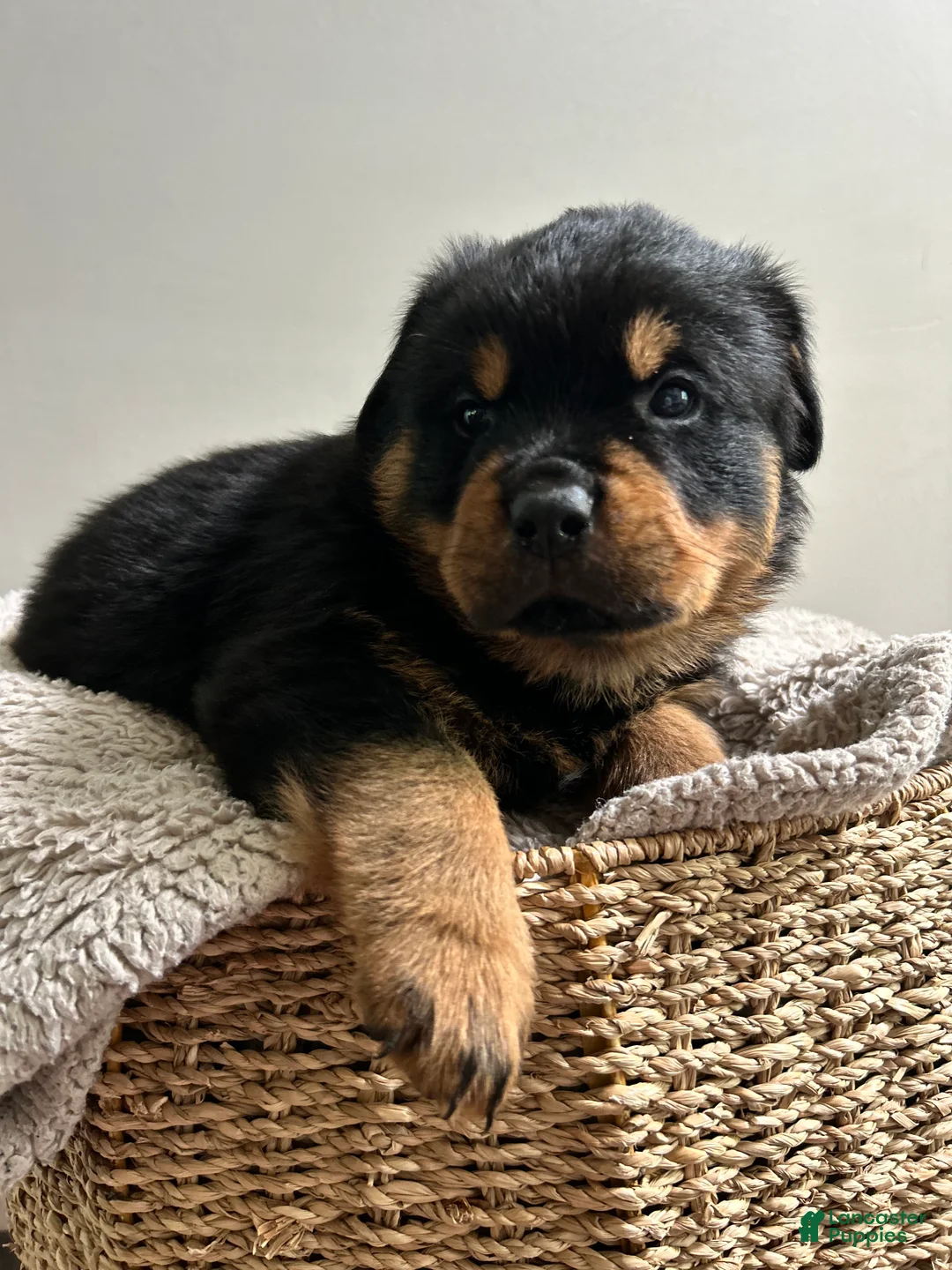 Rottweiler dogs for sale: Rolo - Ad 1