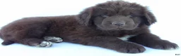 Newfoundland dogs for sale: Deisel - Ad 1