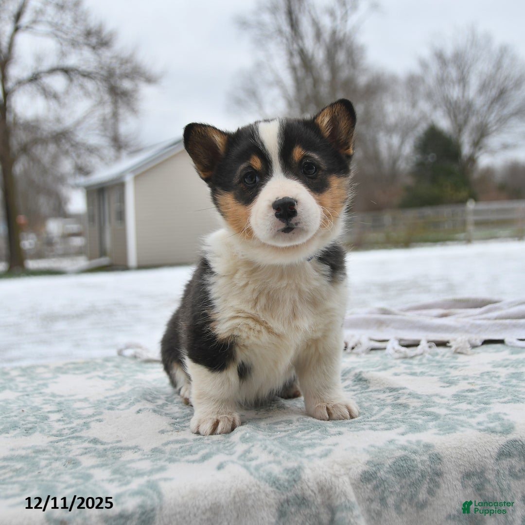 Welsh Corgi Pembroke dogs for sale: Callie - Ad 3