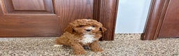 Cavapoo dogs for sale: Cavapoo F1b Female Puppy 5 - Ad 2