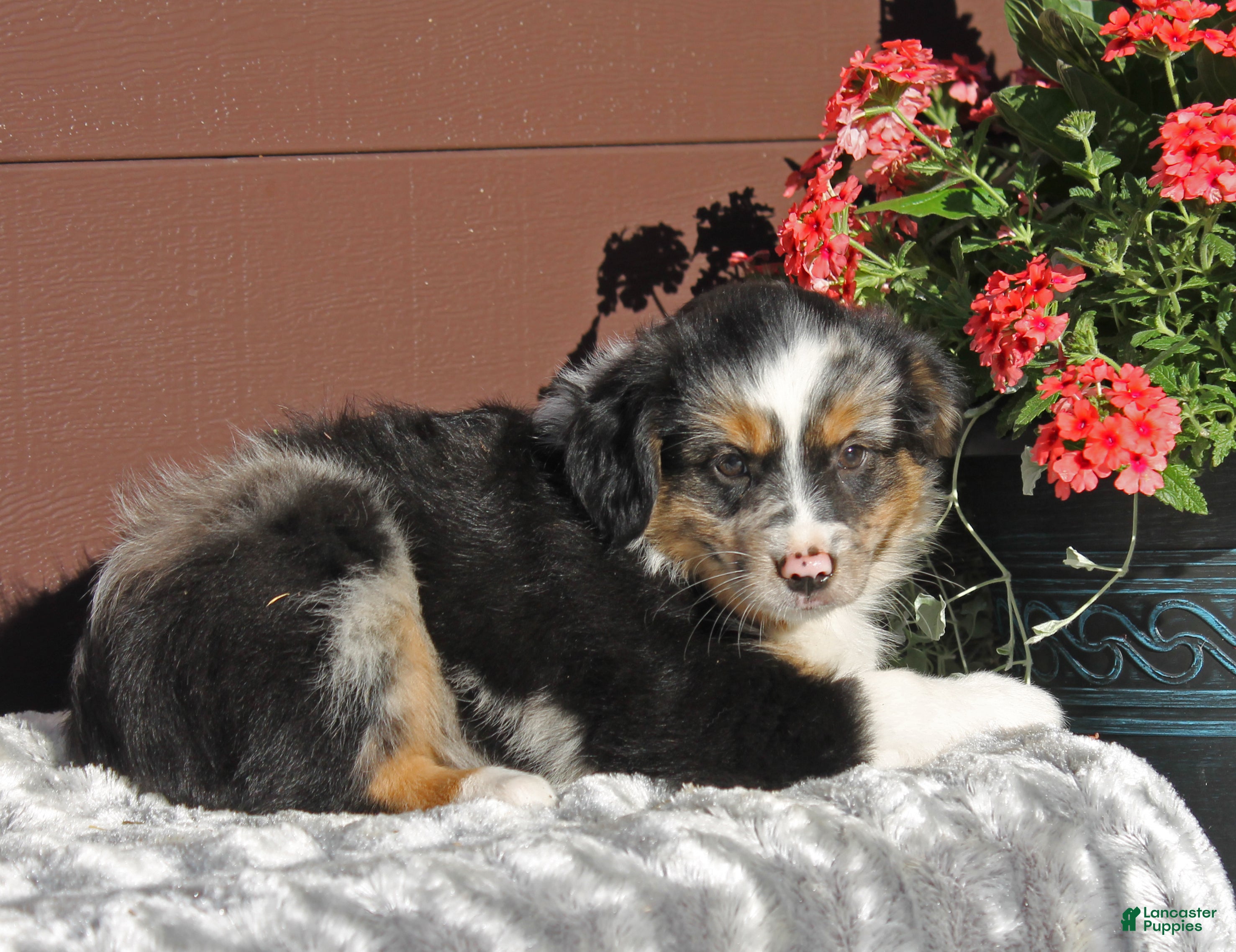 Miniature Australian Shepherd dogs Alice - Ad 1