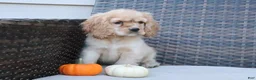 Cocker Spaniel dogs for sale: Autumn - Ad 5