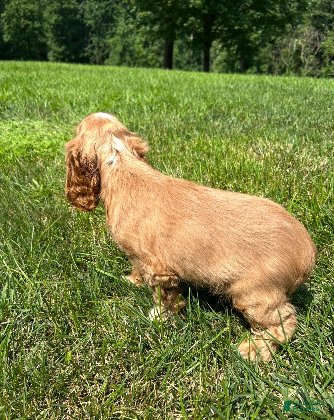 Cocker Spaniel dogs Andrew - Ad 2