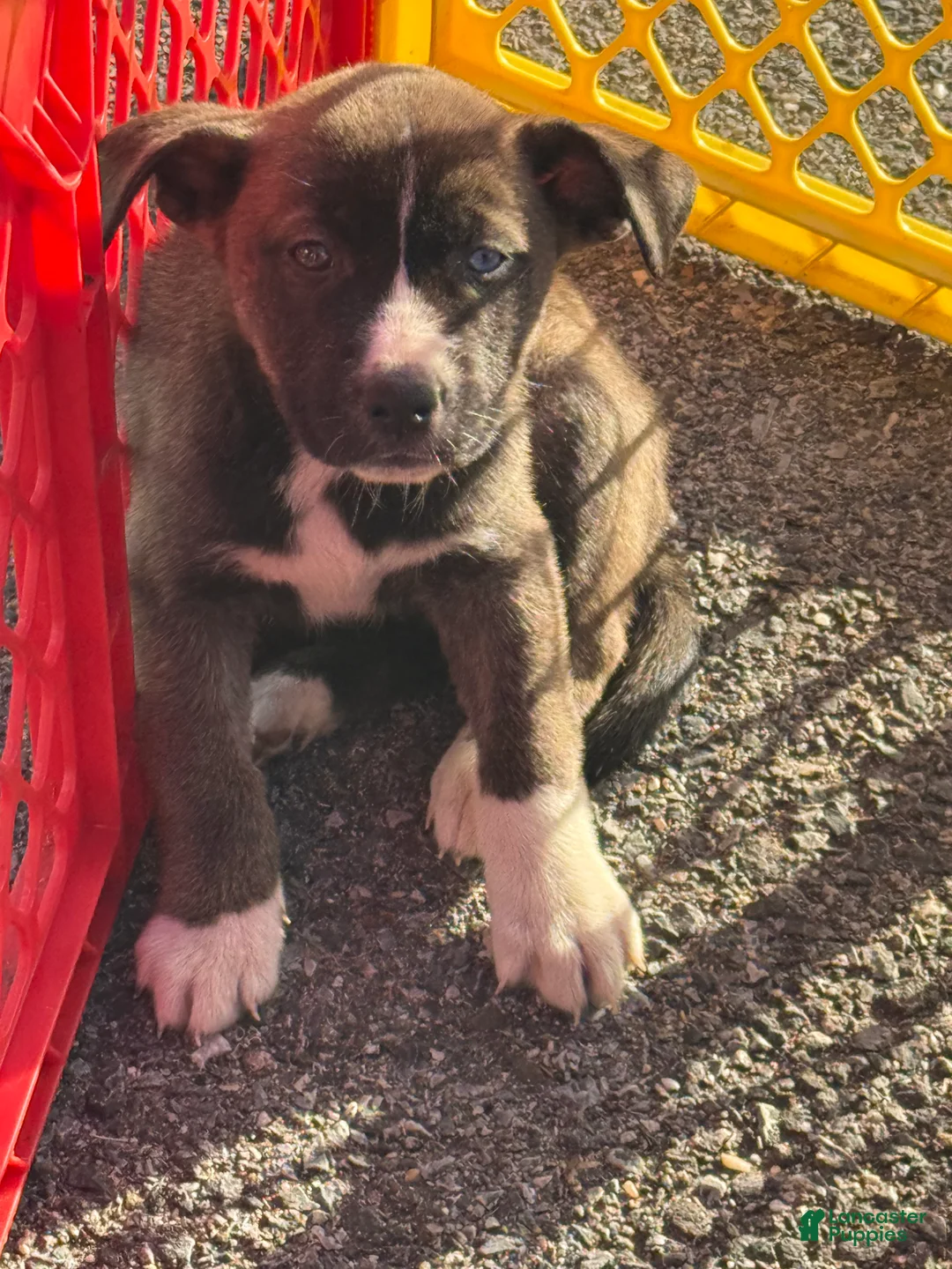 Pitsky dogs for sale: Pitsky Puppy 1 - Ad 1