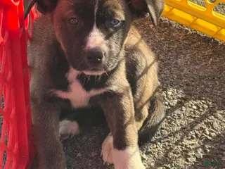 Pitsky dogs Pitsky Puppy 1 - Ad 3